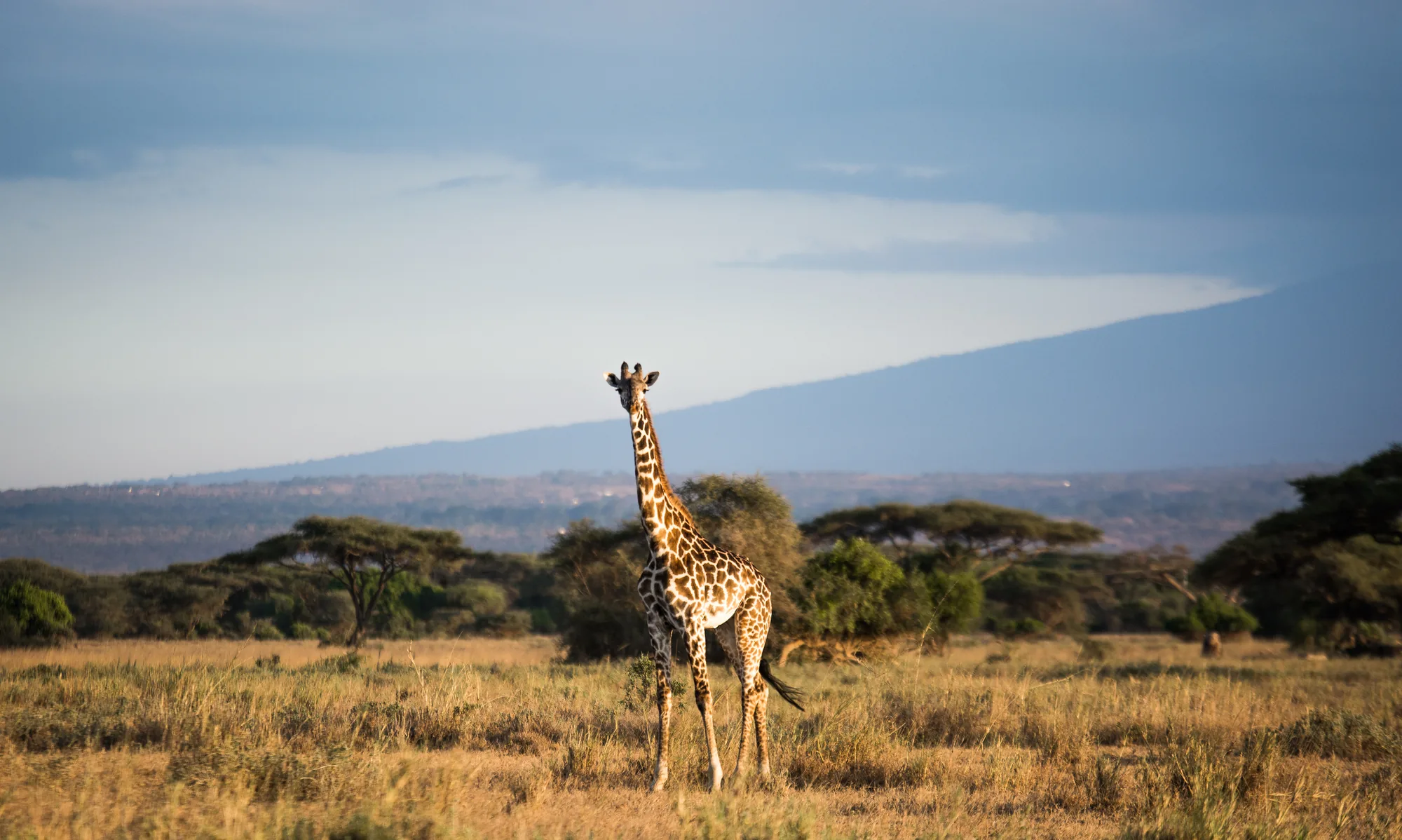 Lone giraffe on the savanna